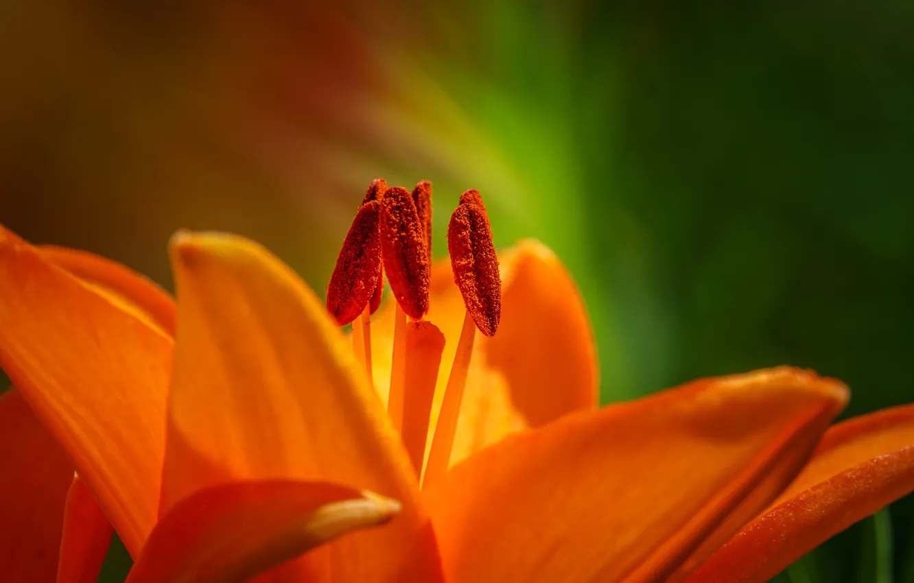 Photo wallpaper macro, Lily, petals, stamens