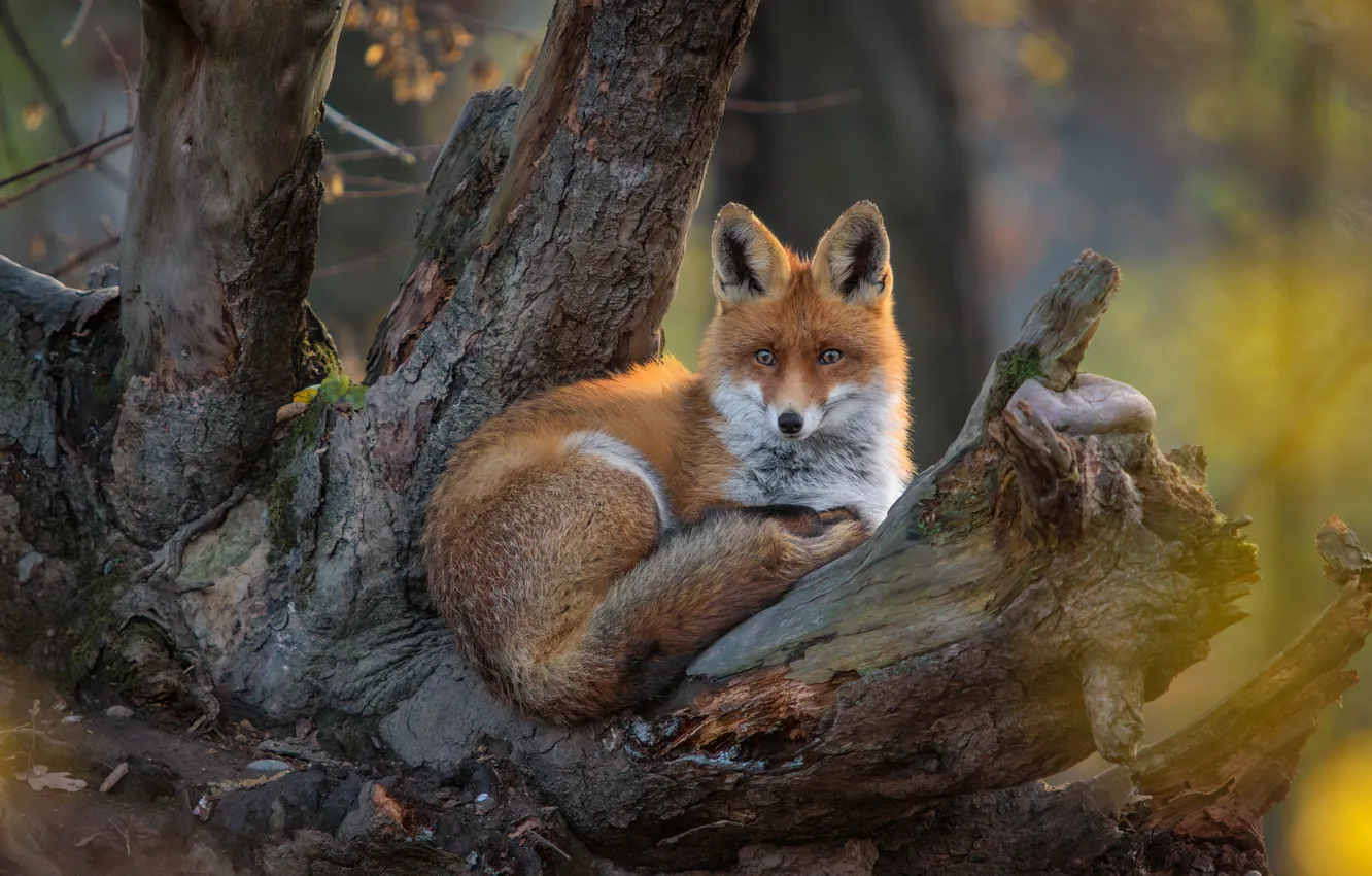 Photo wallpaper Fox, lies, red