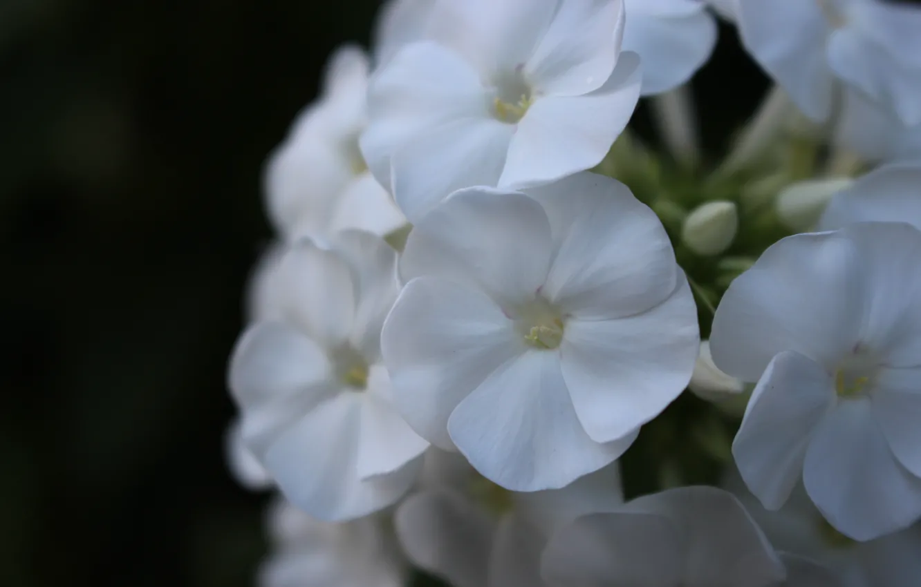 Photo wallpaper white, macro, Phlox
