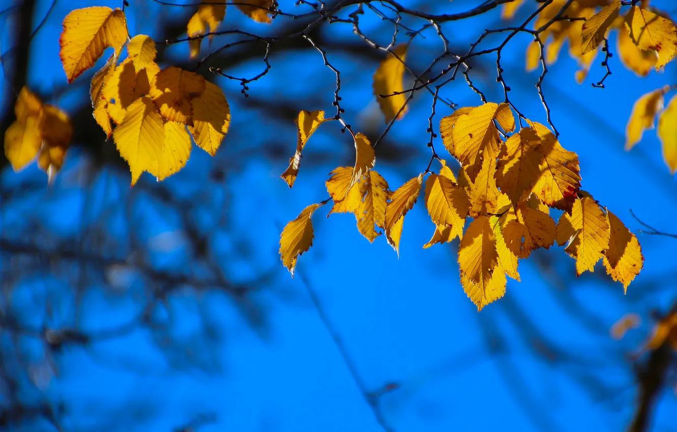 Photo wallpaper autumn, leaves, macro