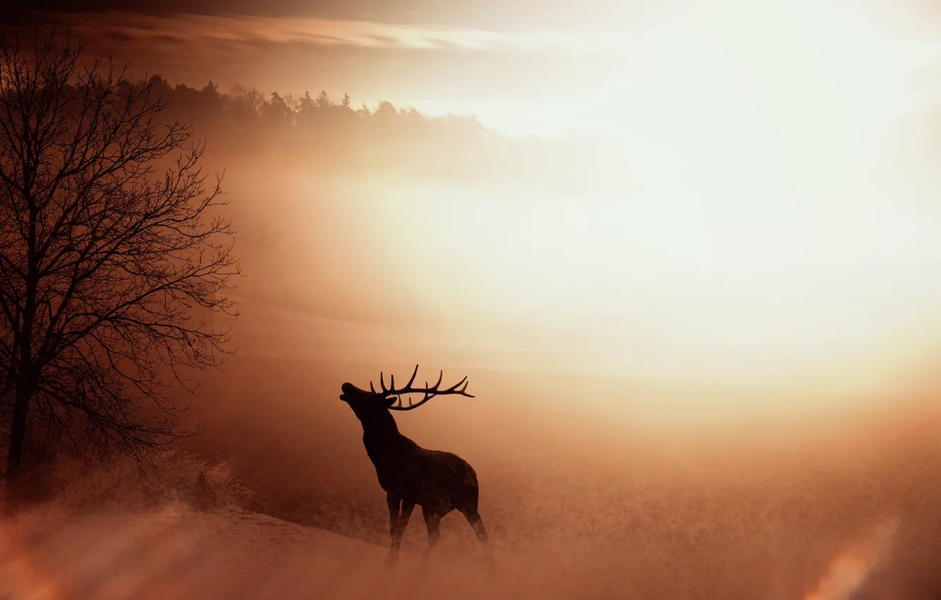 Photo wallpaper nature, fog, sunrise, silhouette