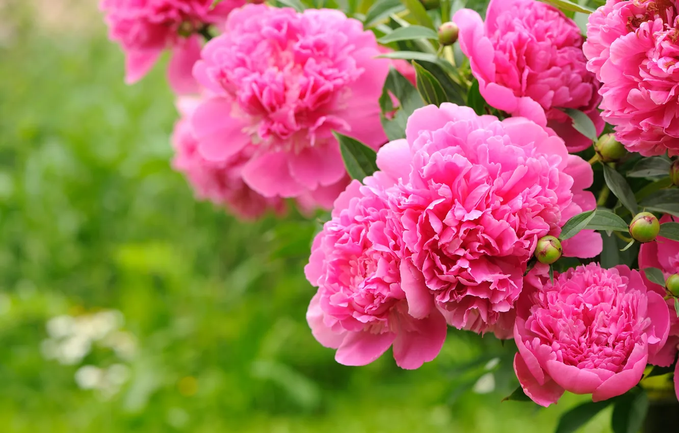 Photo wallpaper leaves, petals, garden, stem, buds, peonies