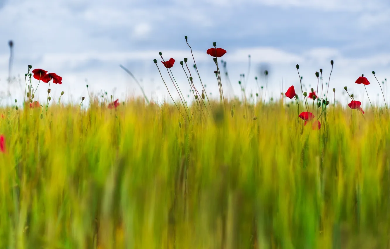 Photo wallpaper wheat, field, flowers, Maki, blur