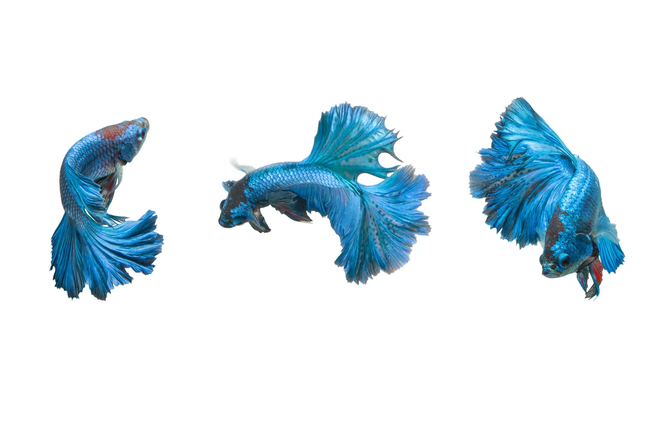 Photo wallpaper blue, fish, pose, betta