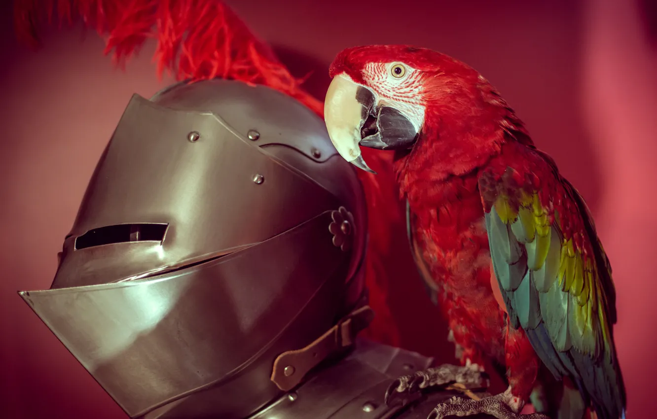 Photo wallpaper bird, armor, parrot, armor
