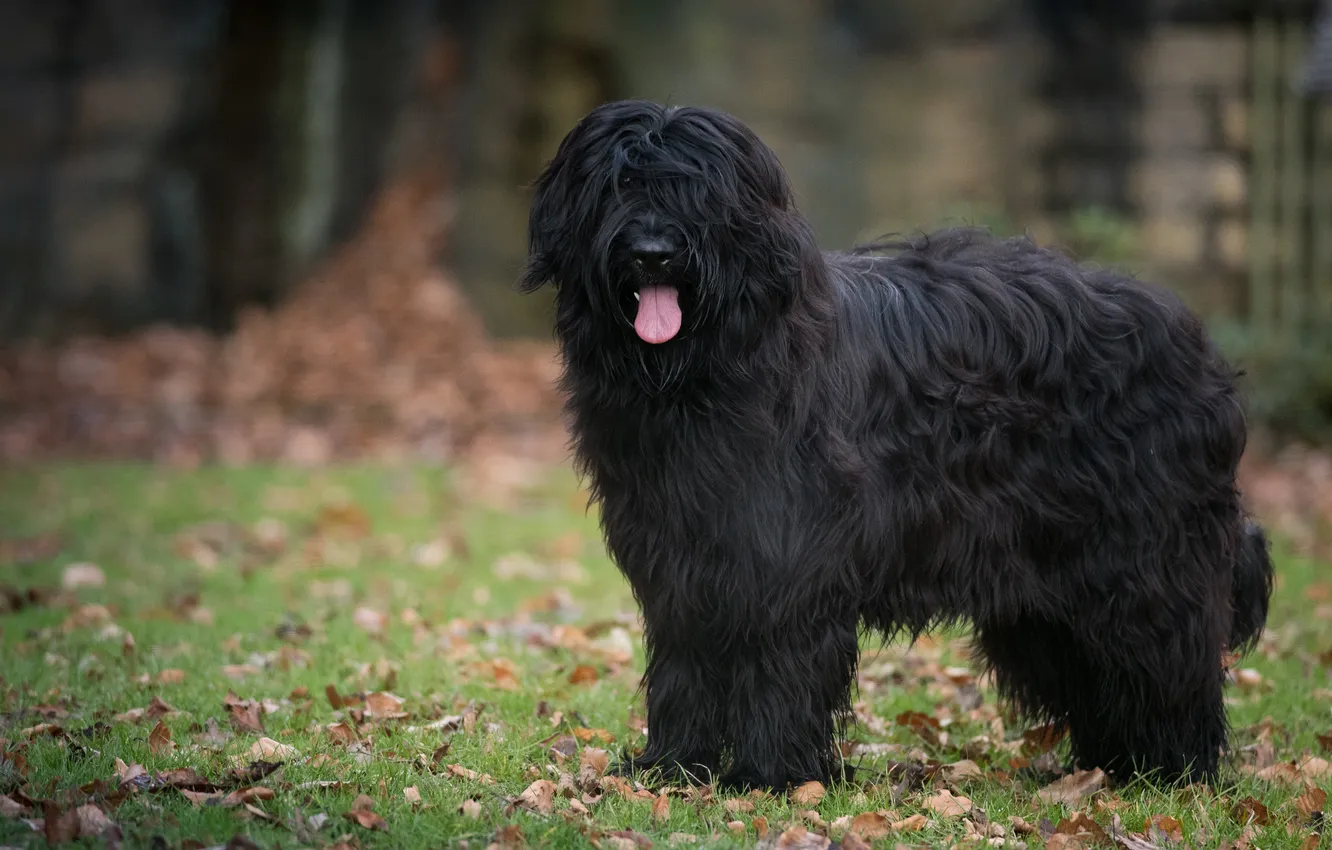 Photo wallpaper dog, French shepherd, Briar