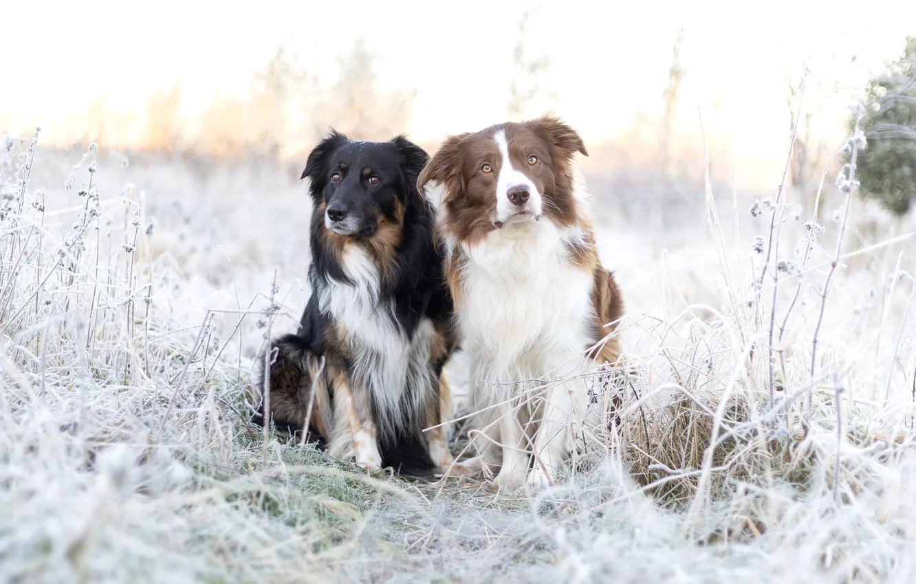 Photo wallpaper nature, each, dog