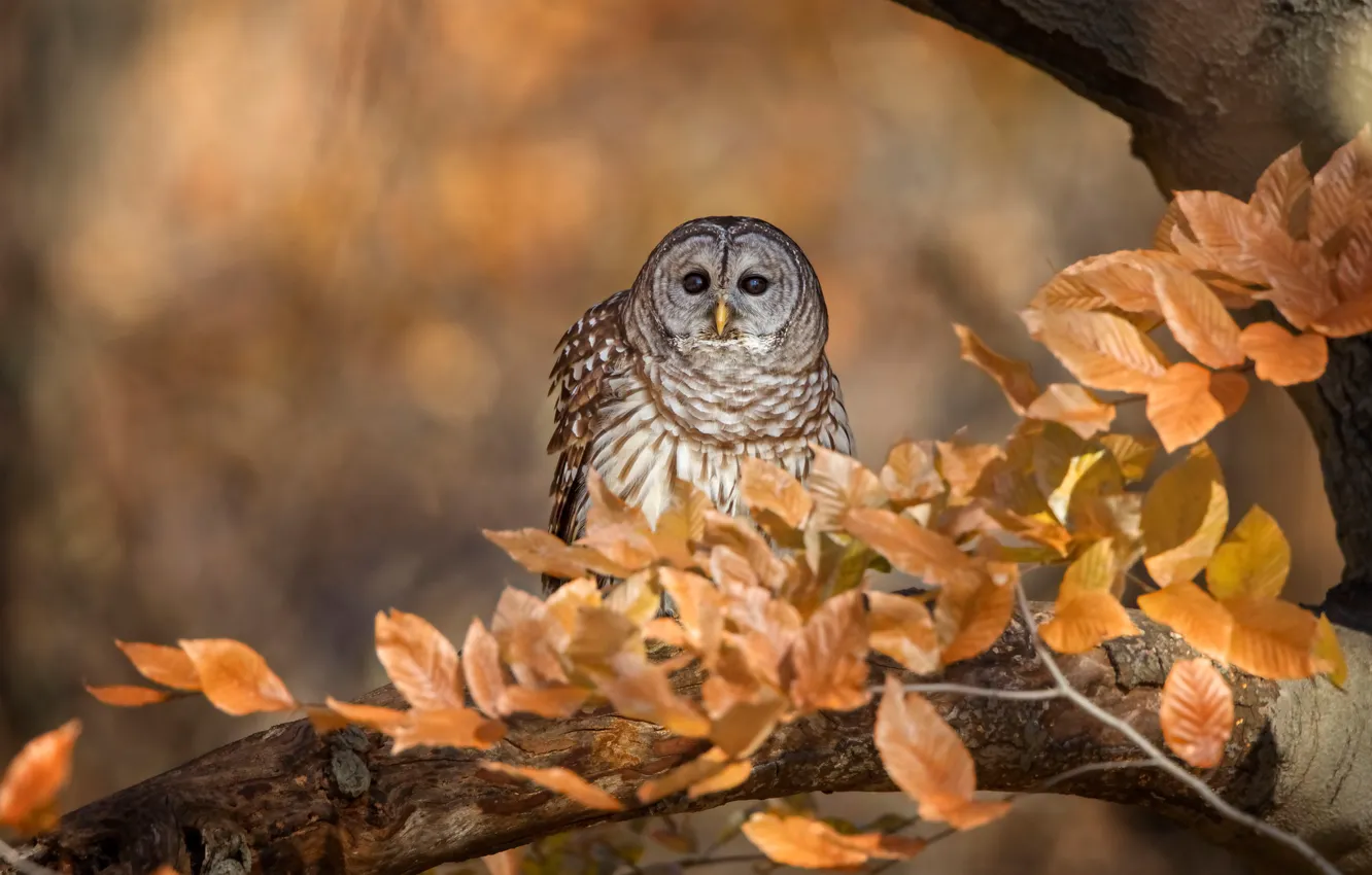 Photo wallpaper autumn, look, leaves, branches, background, tree, owl, bird