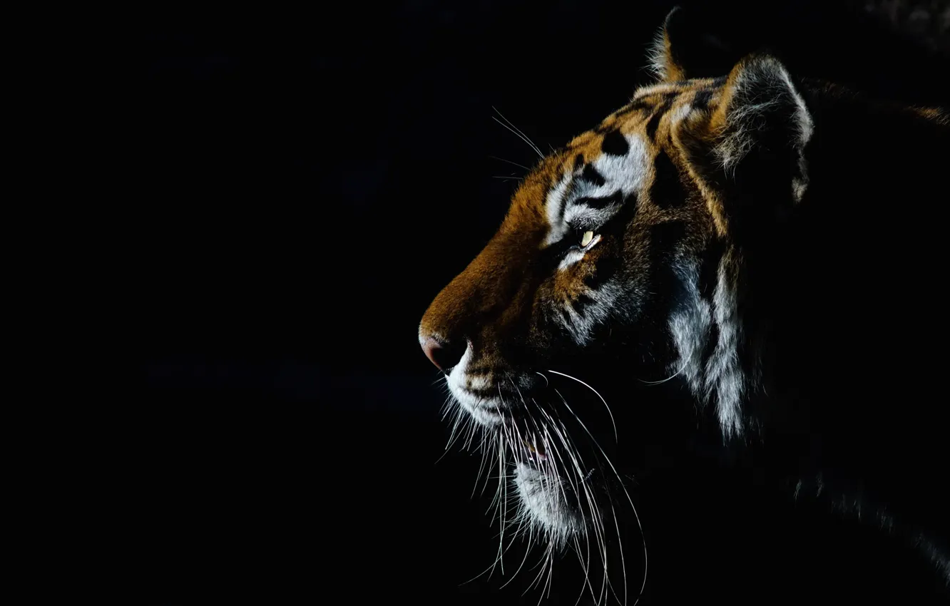Photo wallpaper face, light, tiger, portrait, profile, black background