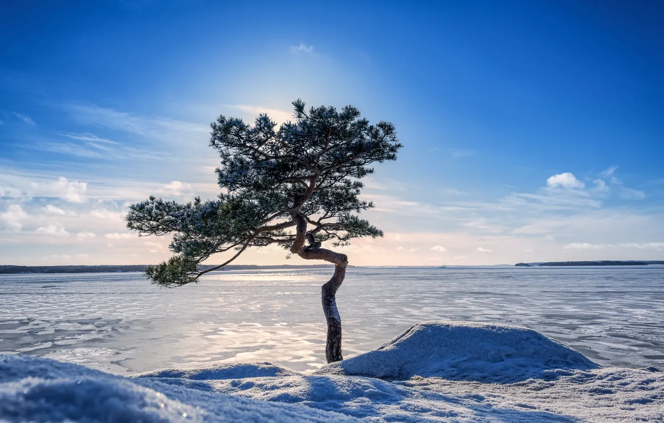 Photo wallpaper winter, lake, tree