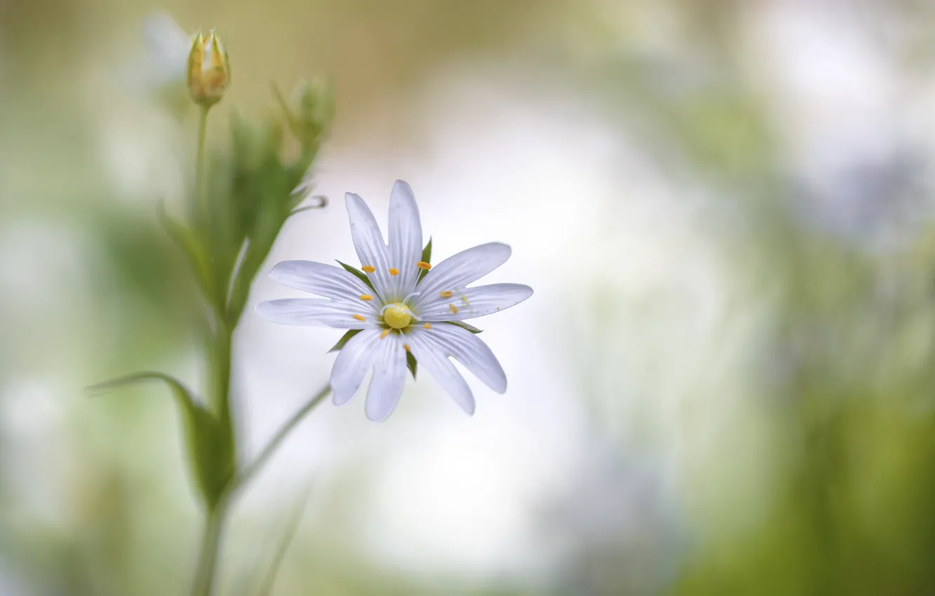 Photo wallpaper macro, nature, petals, Stellaria
