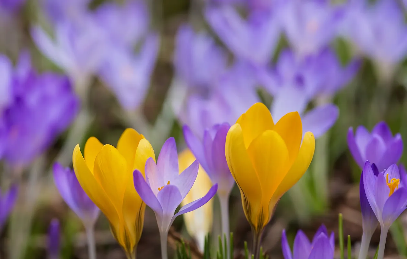 Photo wallpaper nature, spring, petals, crocuses