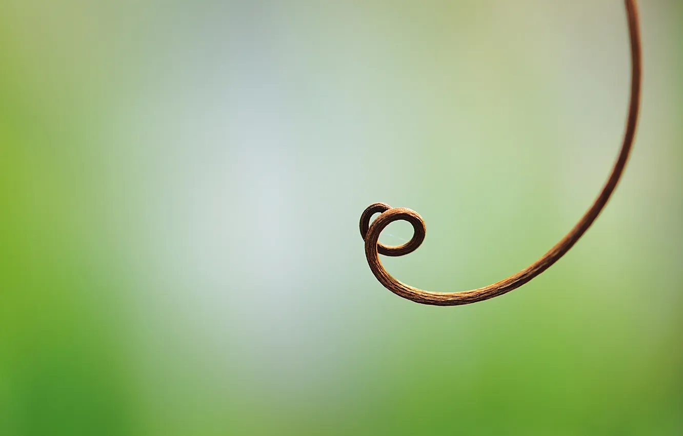 Photo wallpaper green background, tendril, looping