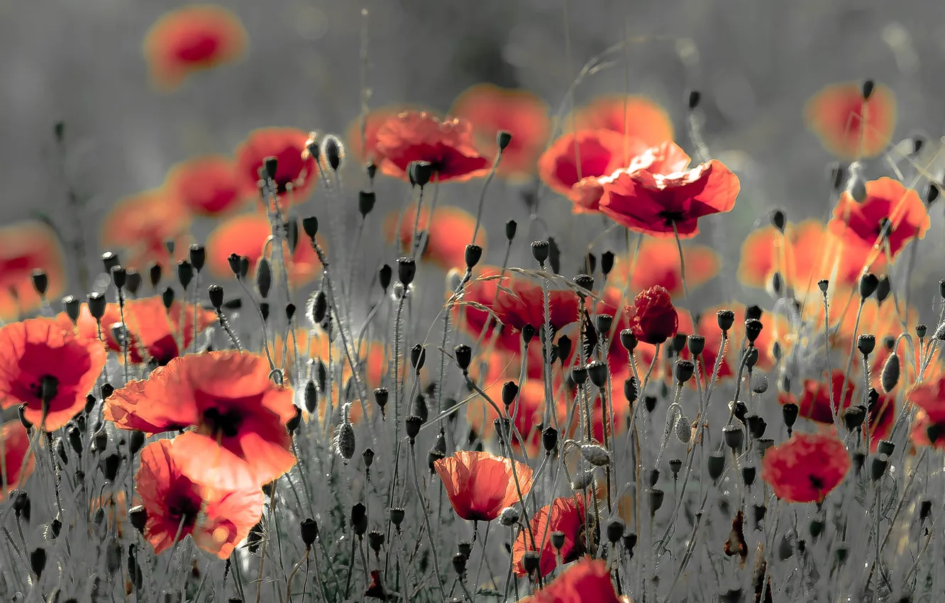 Photo wallpaper summer, nature, Maki