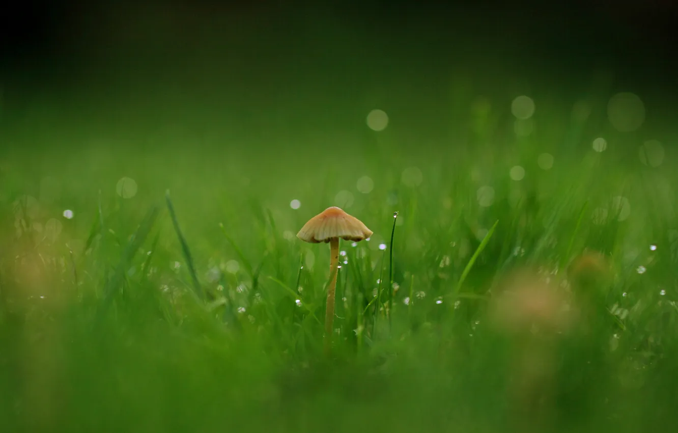Photo wallpaper grass, drops, macro, Rosa, mushroom