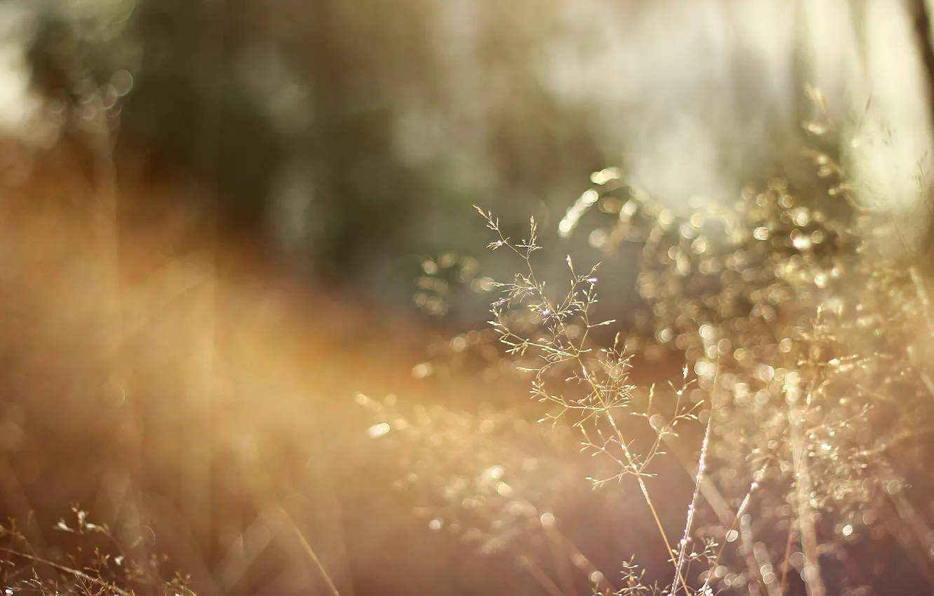 Photo wallpaper grass, the sun, macro, background, Dry