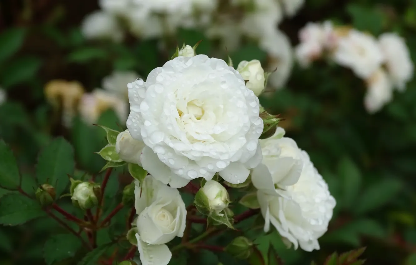 Photo wallpaper Drops, Drops, White roses, White roses