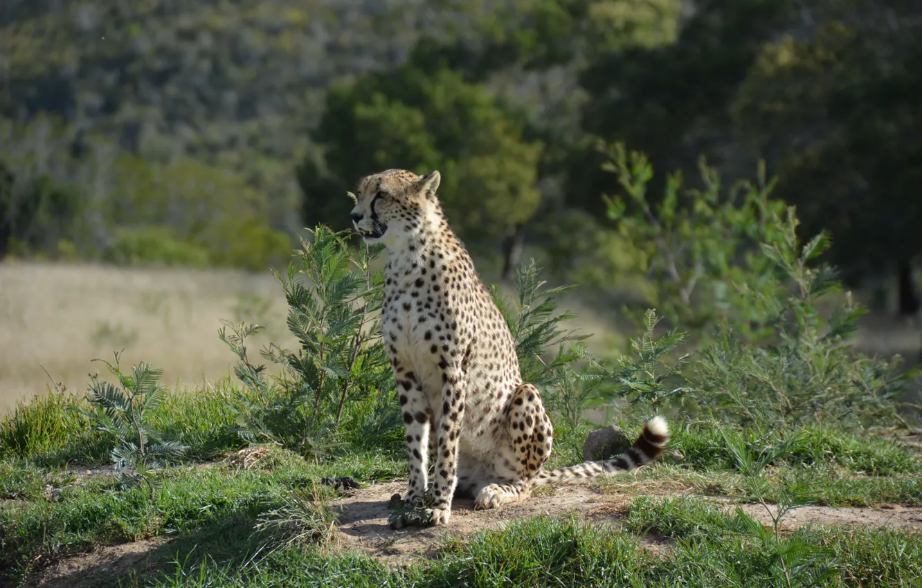 Photo wallpaper Cheetah, wildlife, South Africa, South Africa, Cheetah, wildlife