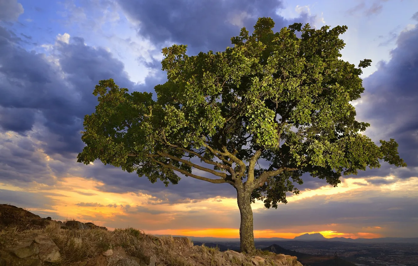 Photo wallpaper the sky, trees, nature