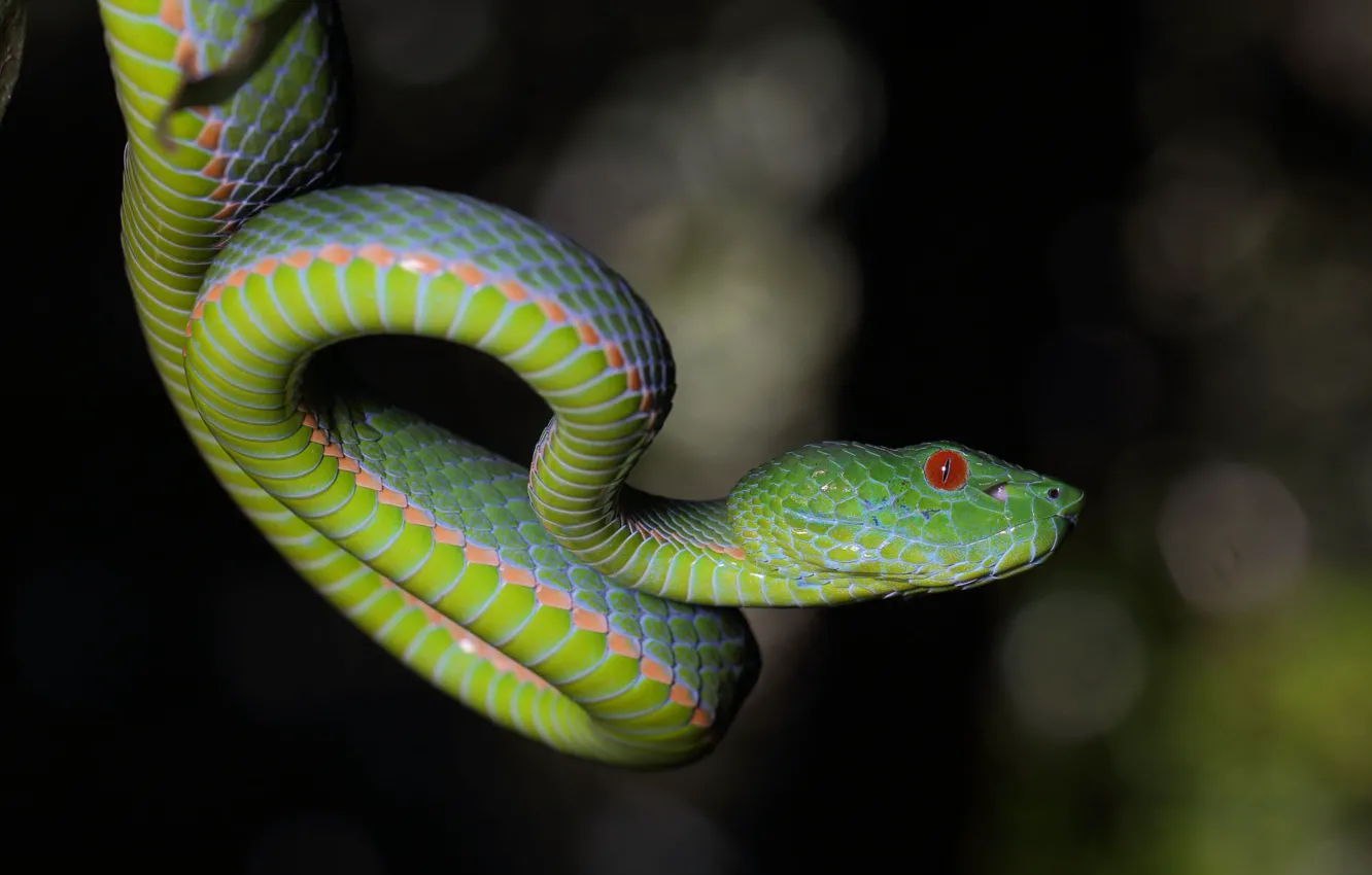 Photo wallpaper background, snake, red eyes
