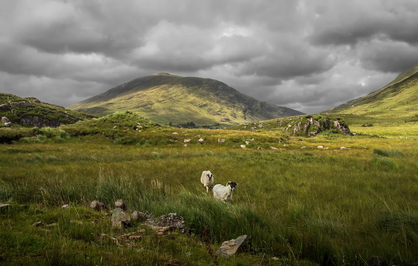 Photo wallpaper mountains, hills, sheep, pasture