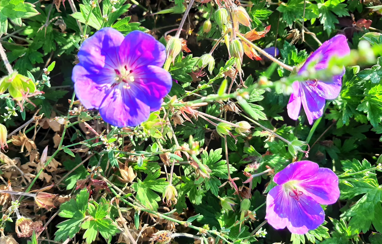 Photo wallpaper Flowers, Kolory, Plants, decorative