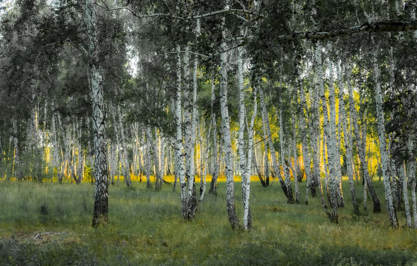 Photo wallpaper forest, birch, grove, birch grove