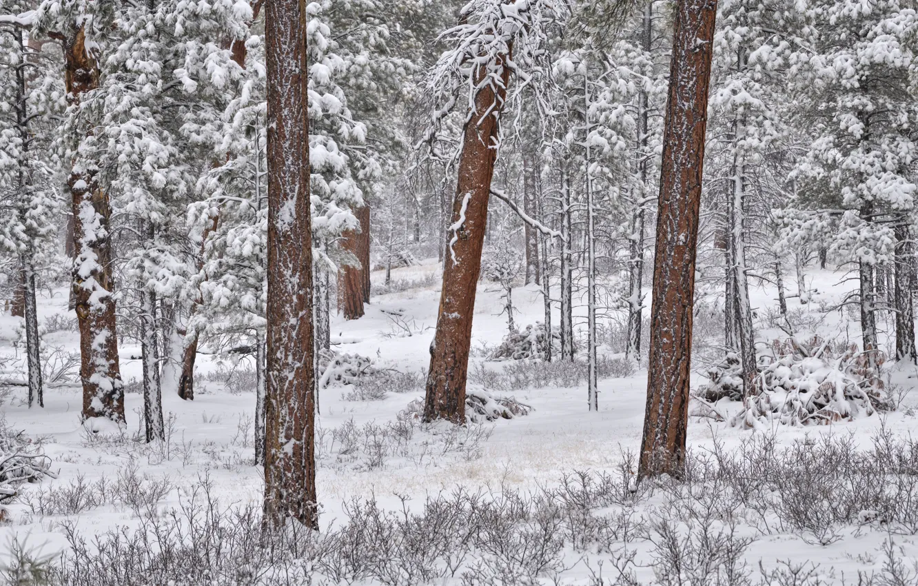Photo wallpaper winter, forest, snow, trees, pine