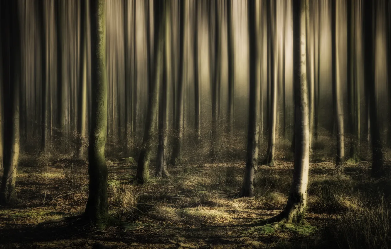 Photo wallpaper forest, light, fog