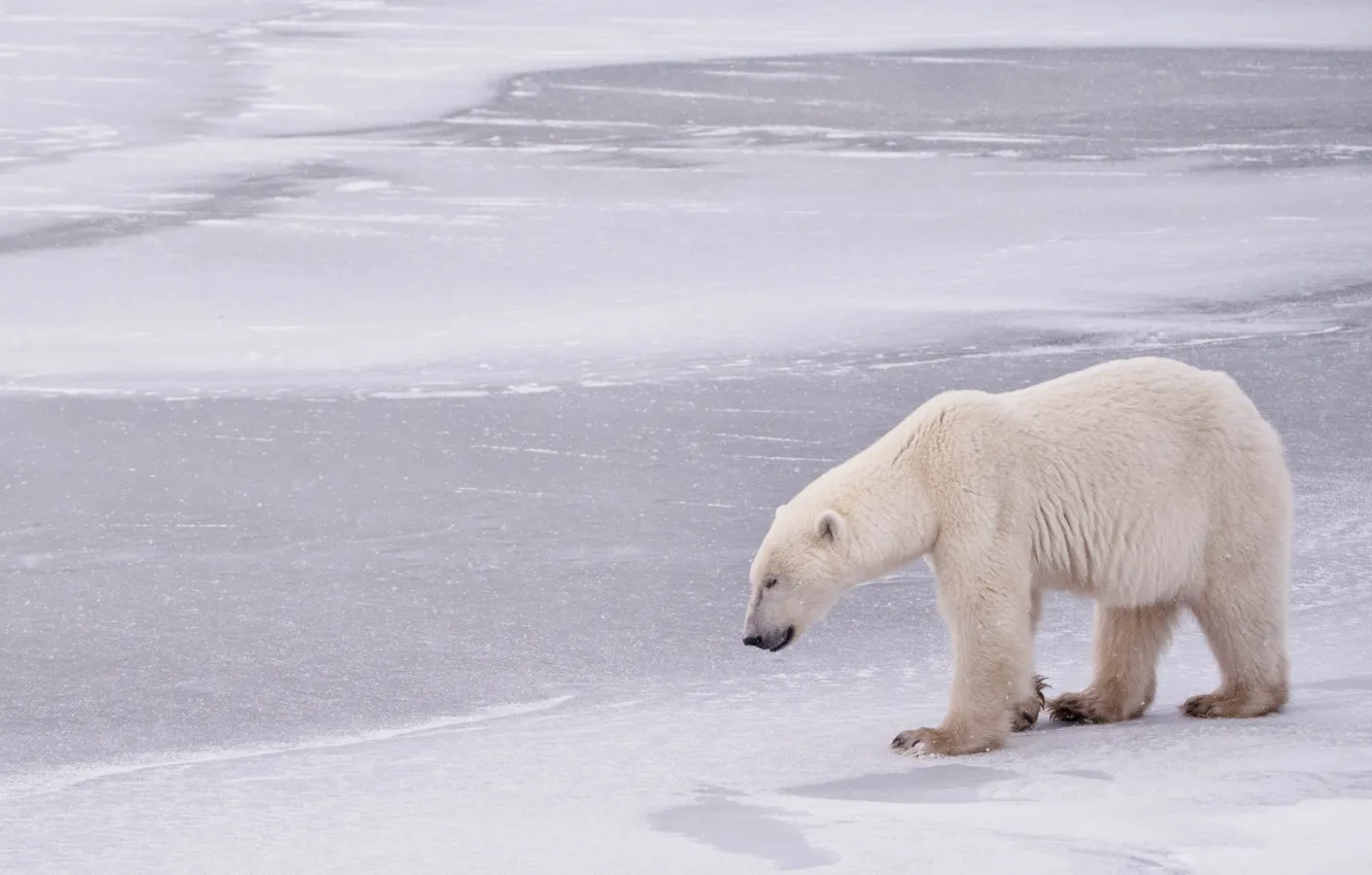 Photo wallpaper winter, bear, Canada, Canada, polar bear, polar bear, Manitoba, Hudson Bay