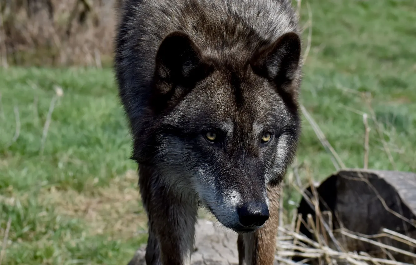 Photo wallpaper nature, Gray Wolf, face, animal, wolf, canis lupus, wildlife, head