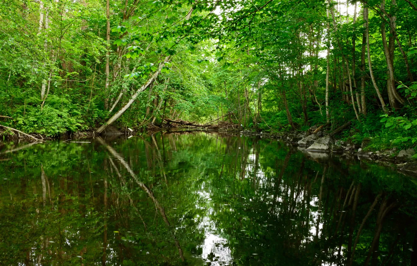 Photo wallpaper forest, nature, pond, green, Norway, forest, nature, Norway