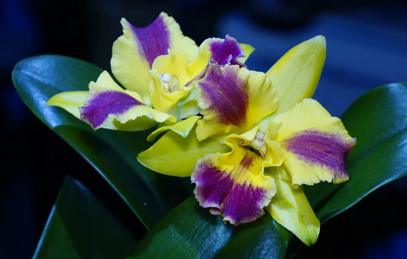 Photo wallpaper flowers, petals, flowering, Orchid