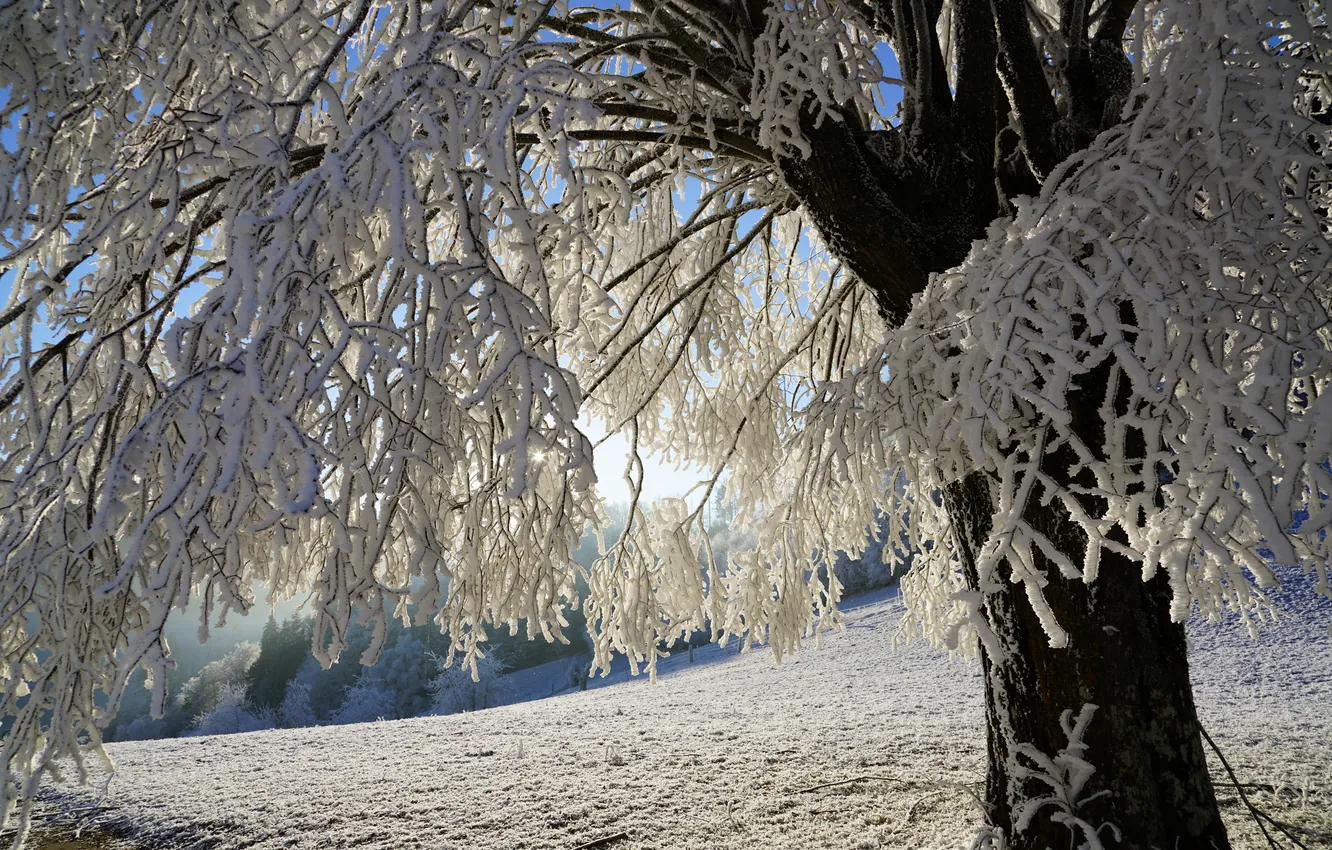 Photo wallpaper winter, frost, the sky, snow, trees, nature, frost, frozen tree
