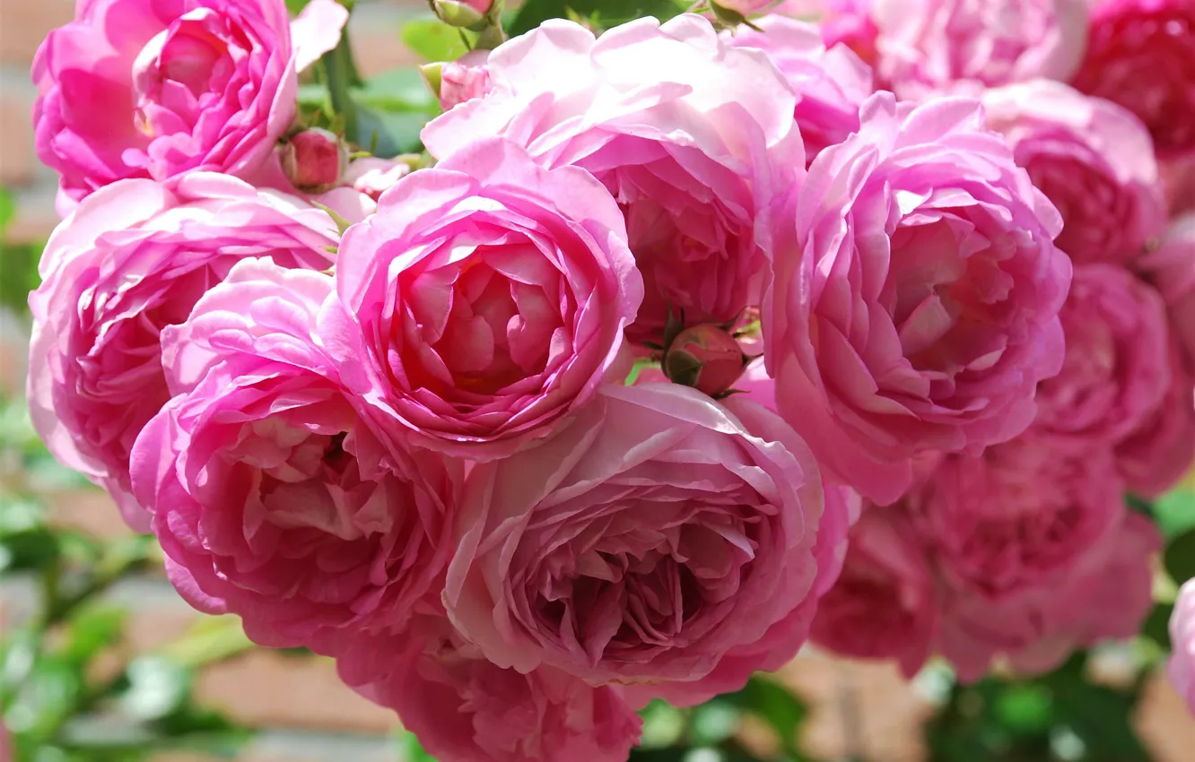 Photo wallpaper roses, pink, a lot, lush, rose Bush