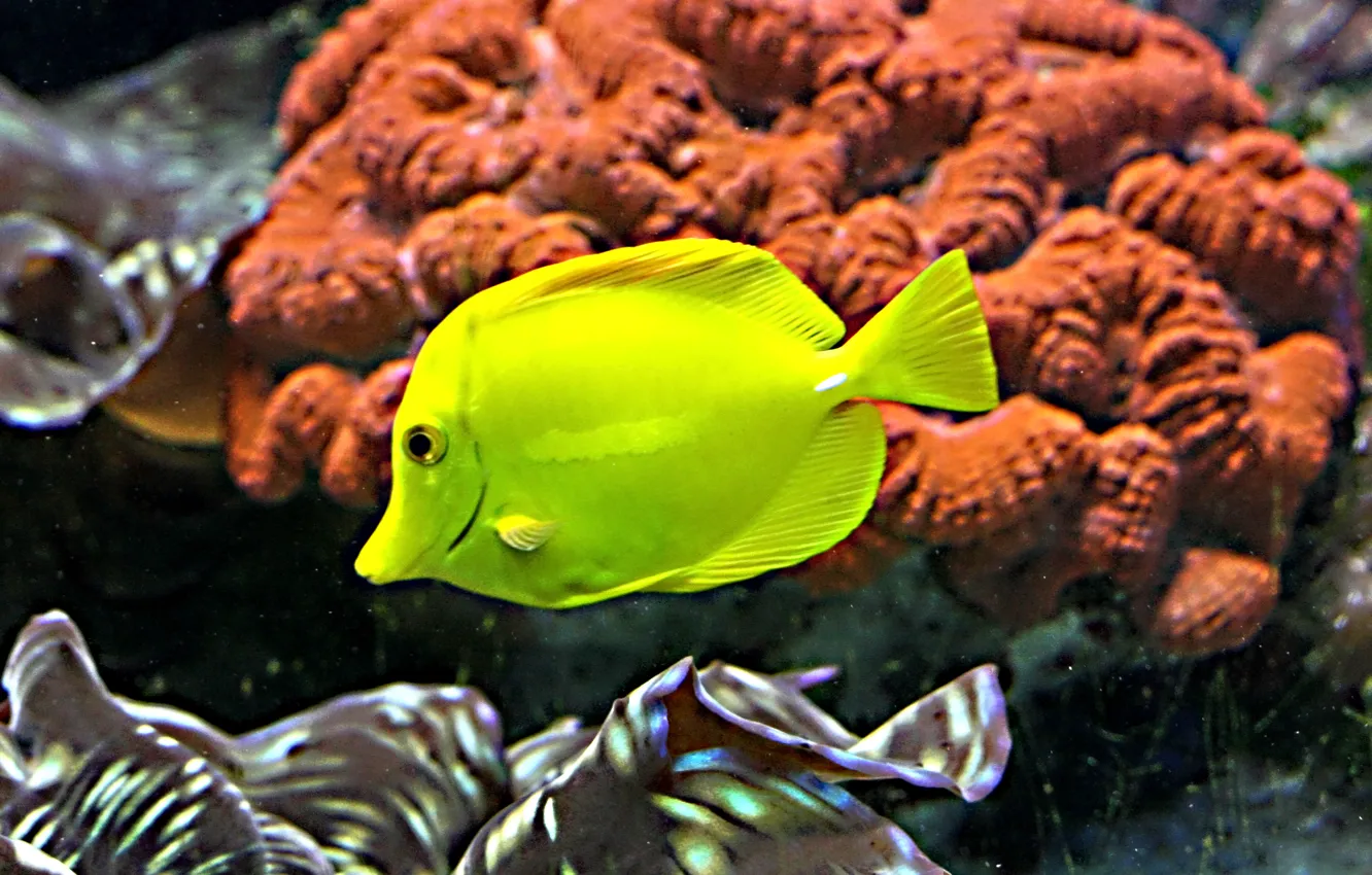 Photo wallpaper water, fish, nature, corals, tropical fish