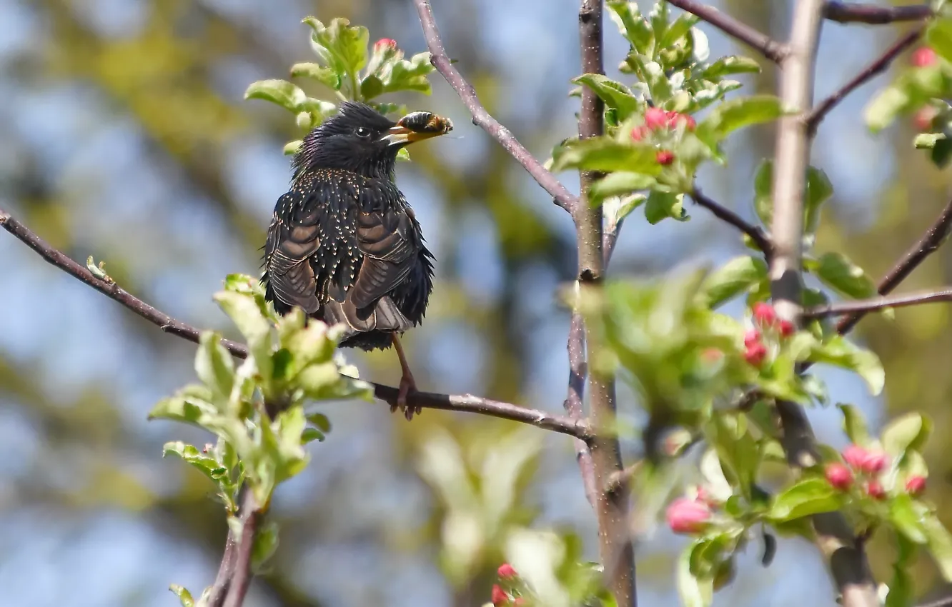 Photo wallpaper nature, spring, Starling
