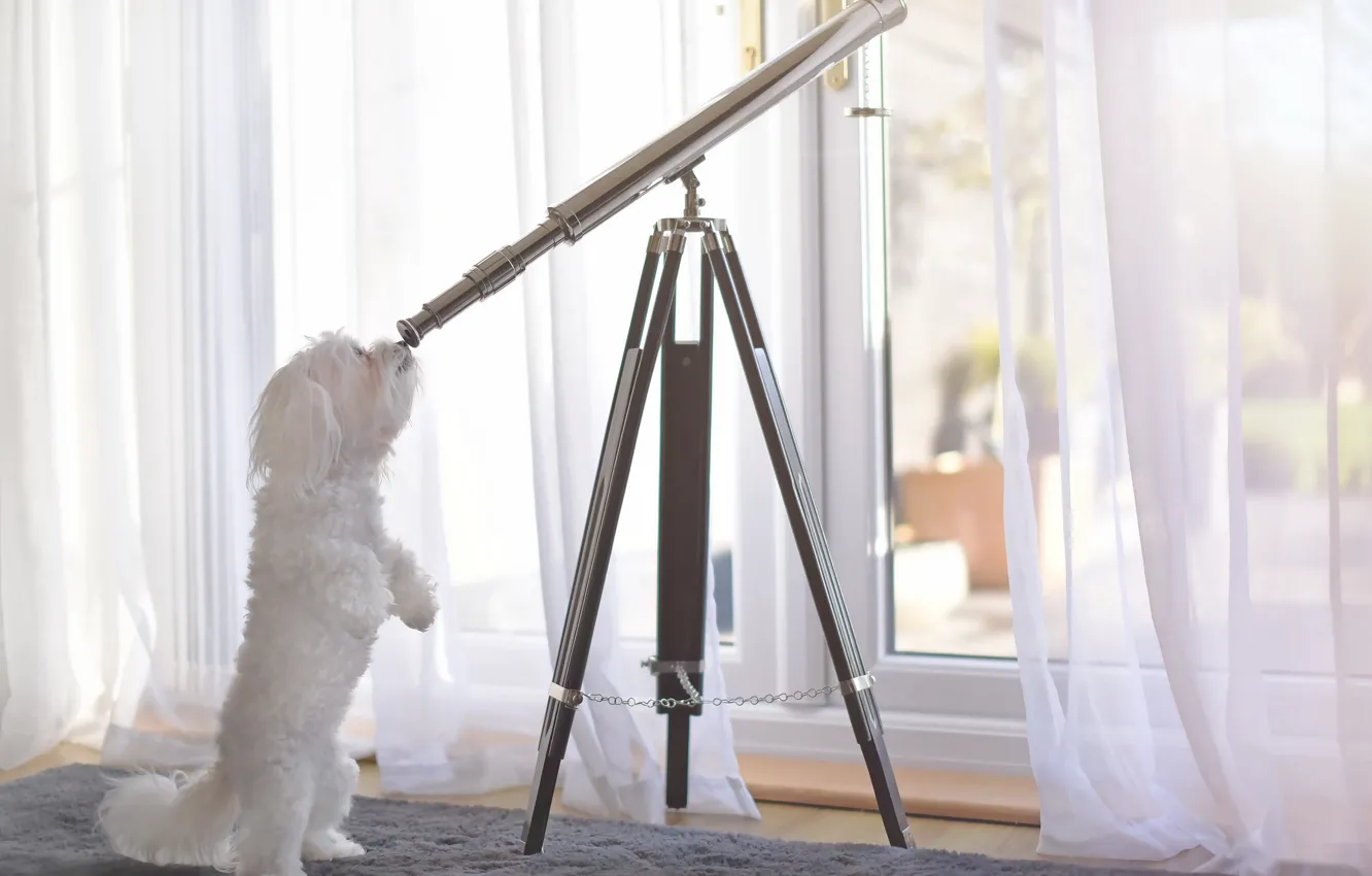 Photo wallpaper each, dog, telescope
