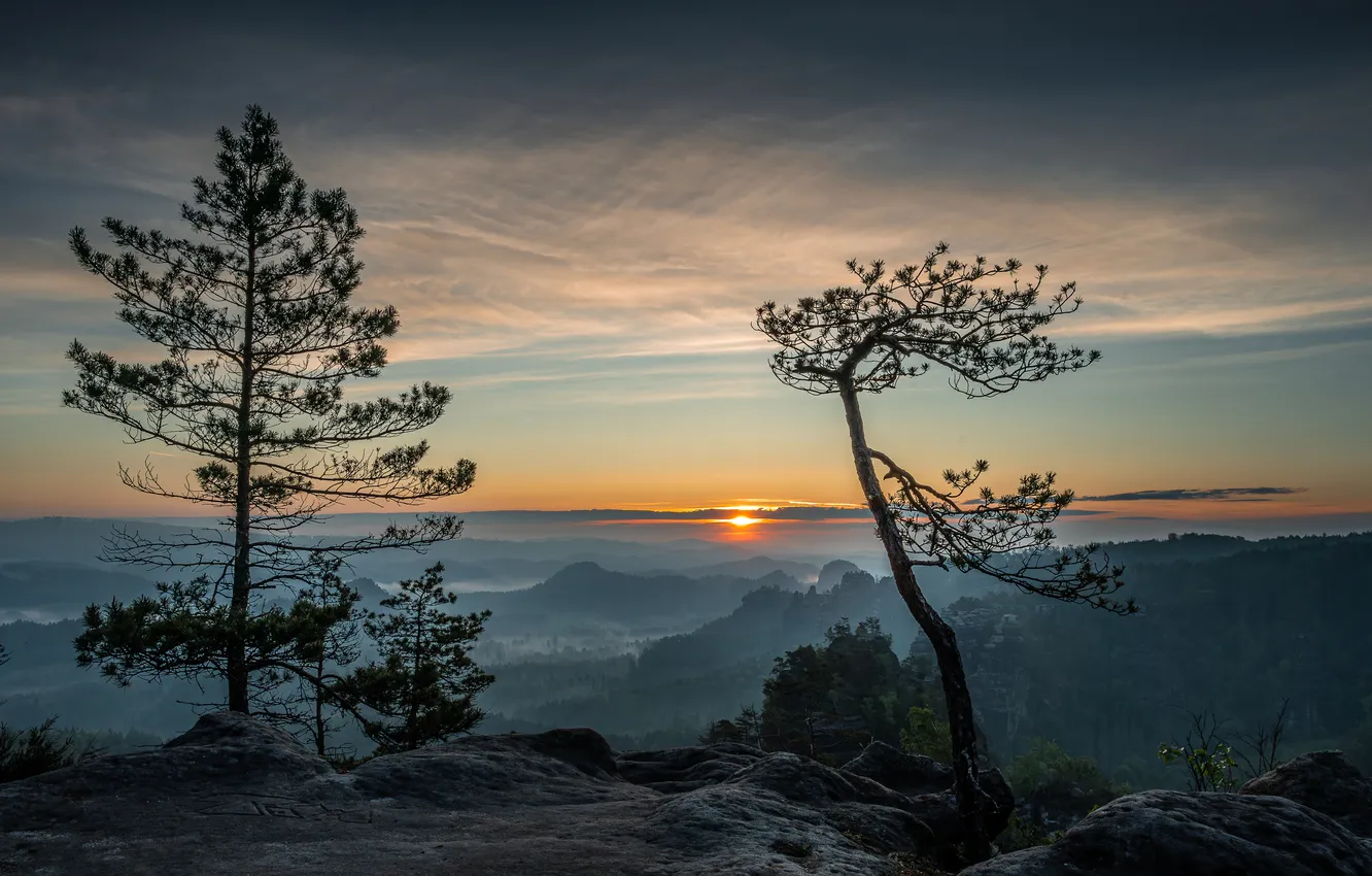 Photo wallpaper mountains, fog, dawn, height, dal, pine