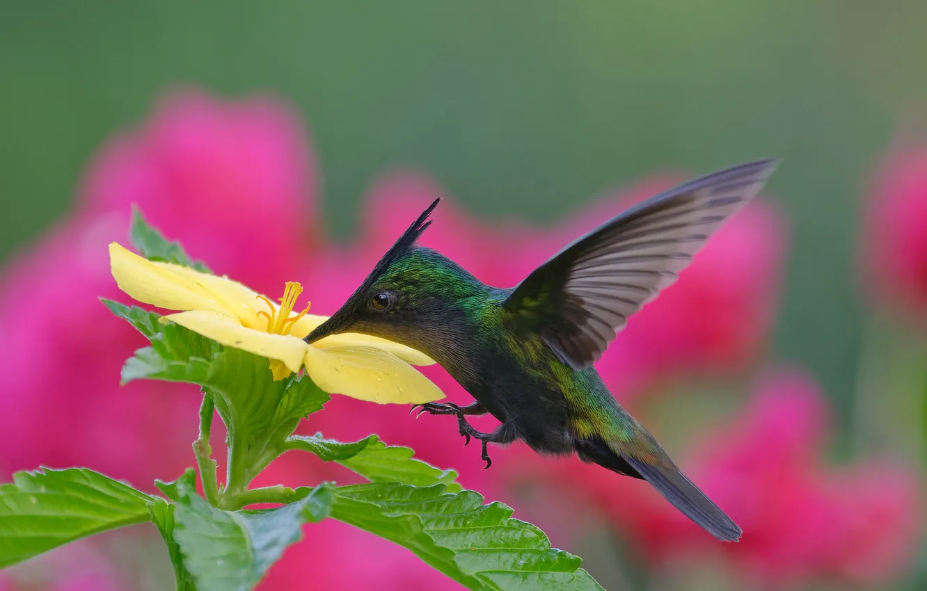 Photo wallpaper flowers, Hummingbird, flight, bird, yellow