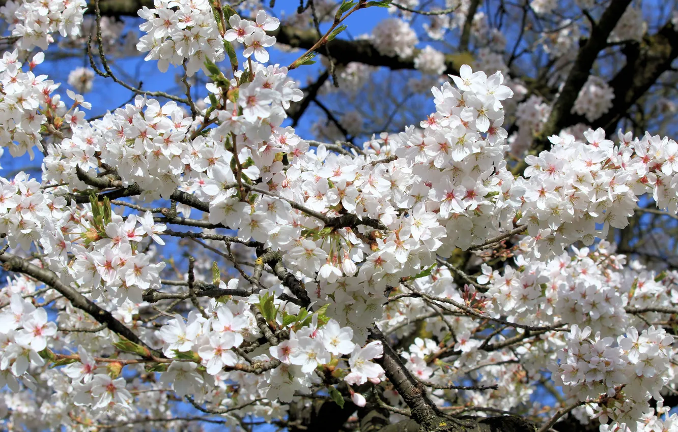 Photo wallpaper the sky, light, trees, flowers, branches, cherry, spring, Sakura