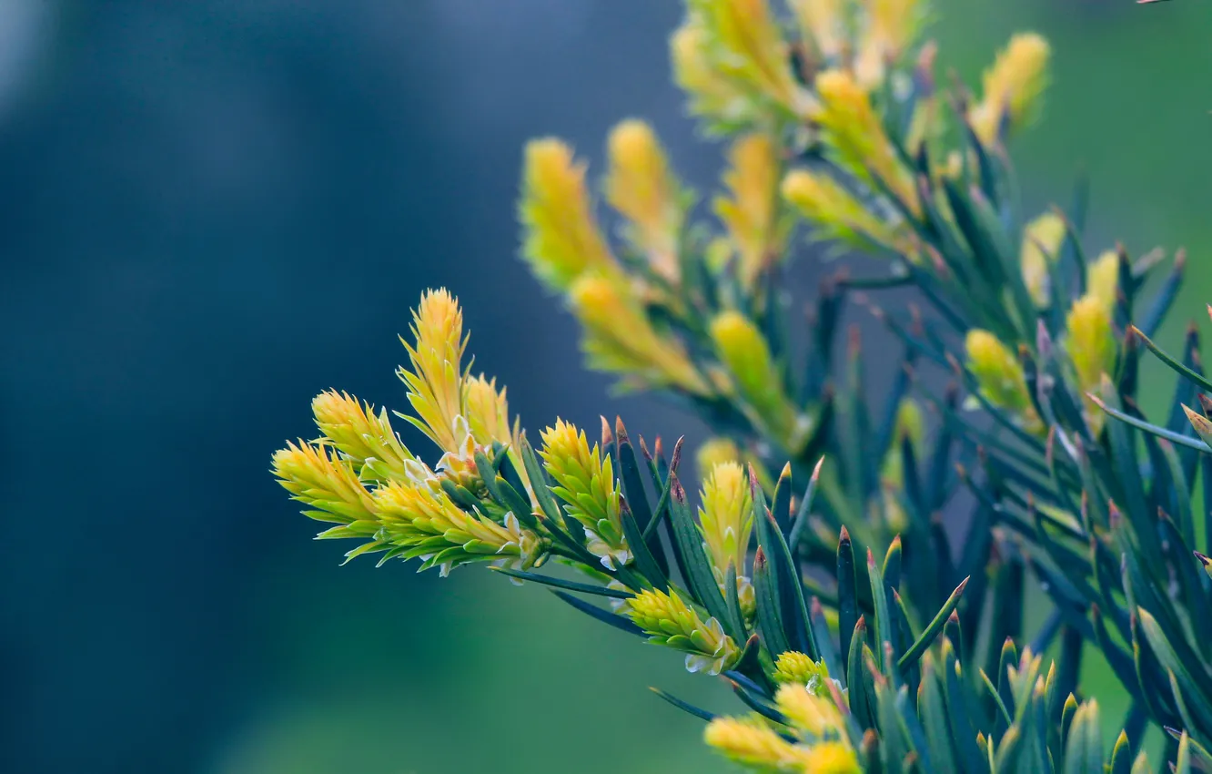 Photo wallpaper spring, pine, spruce, twig