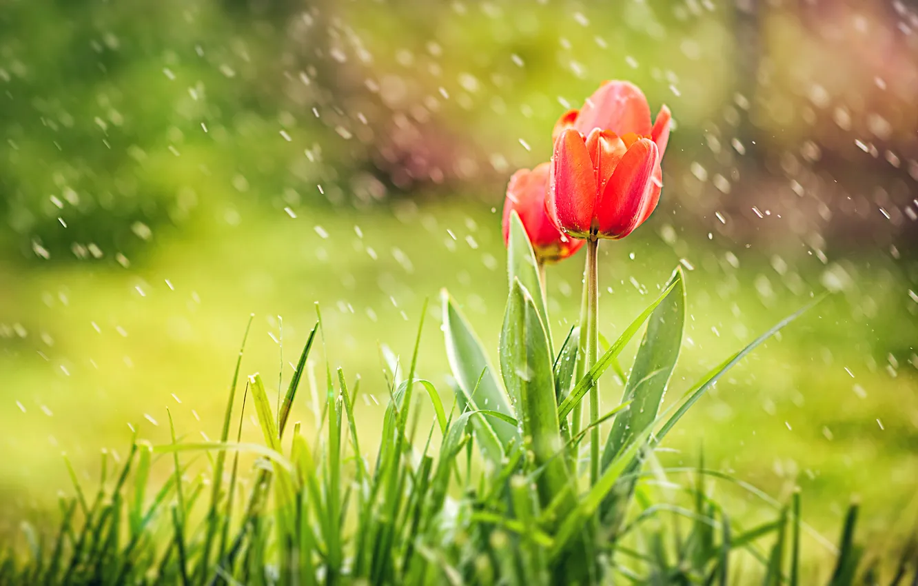 Photo wallpaper grass, drops, red, tulips