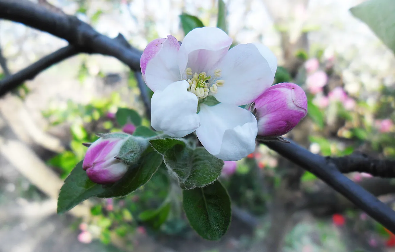 Photo wallpaper flowers, pink, tenderness, spring, Apple
