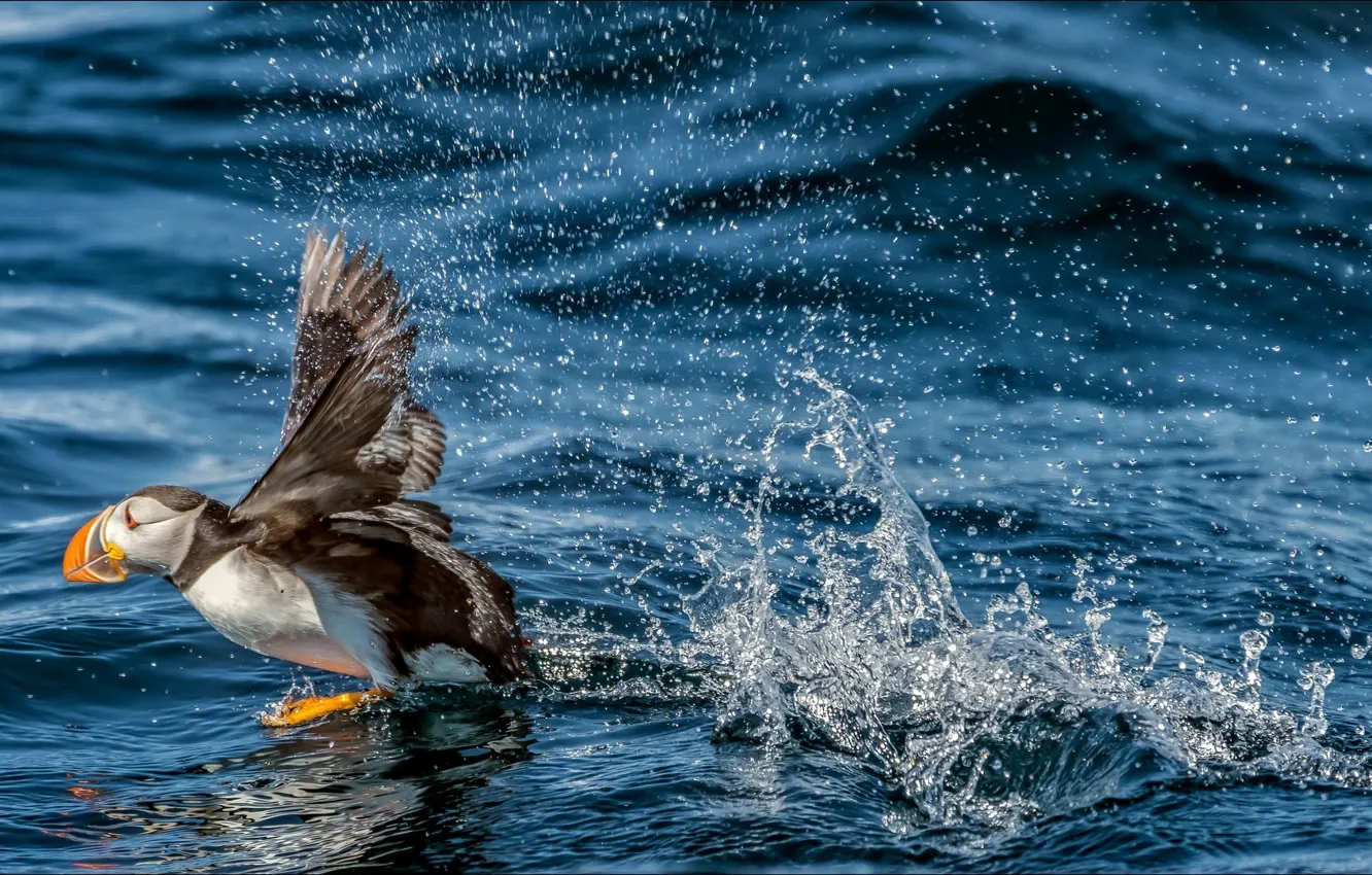 Photo wallpaper bird, water, speed, puffin