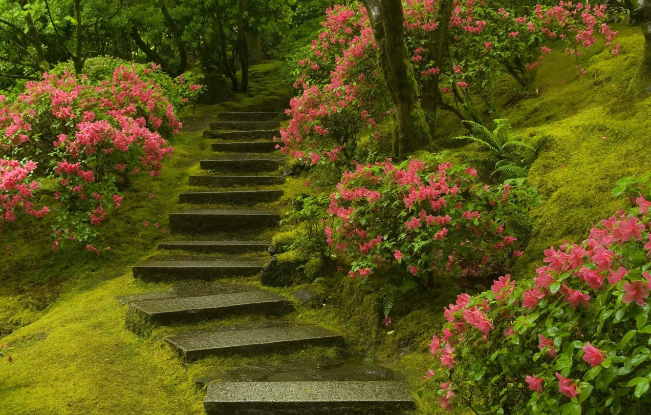 Photo wallpaper plant, ladder, Japanese garden
