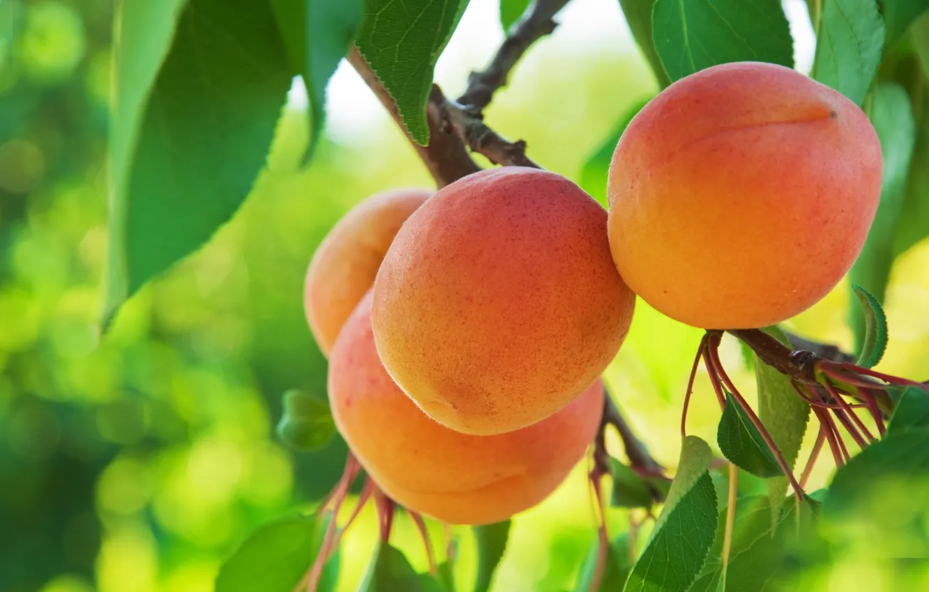 Photo wallpaper fruit, apricots, apricot