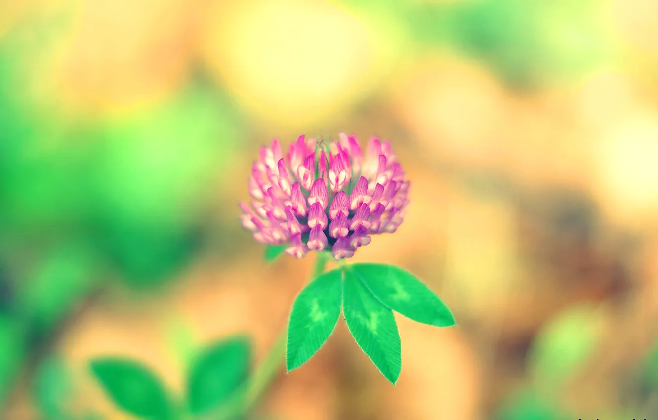 Photo wallpaper leaves, flowers, nature, meadow