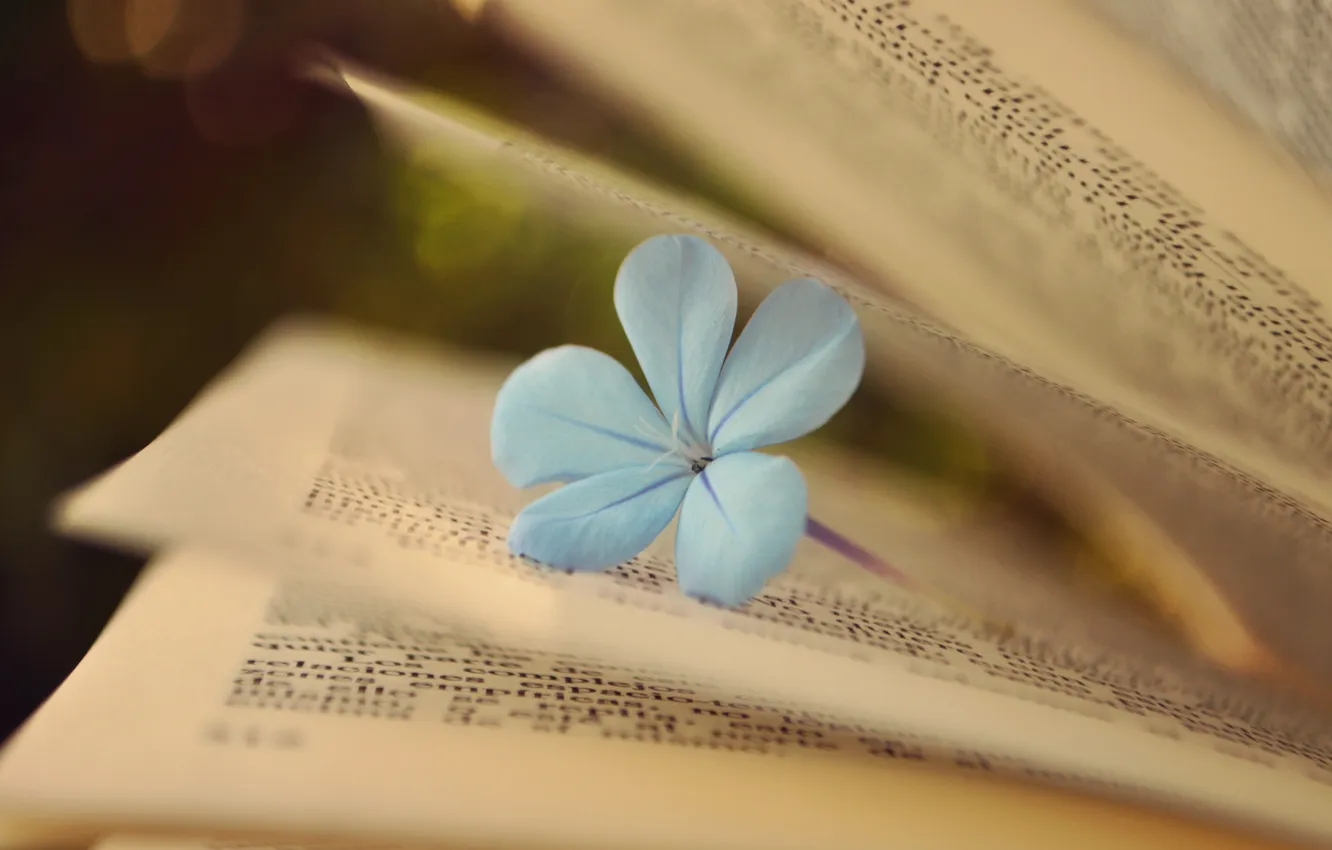 Photo wallpaper flowers, book, page