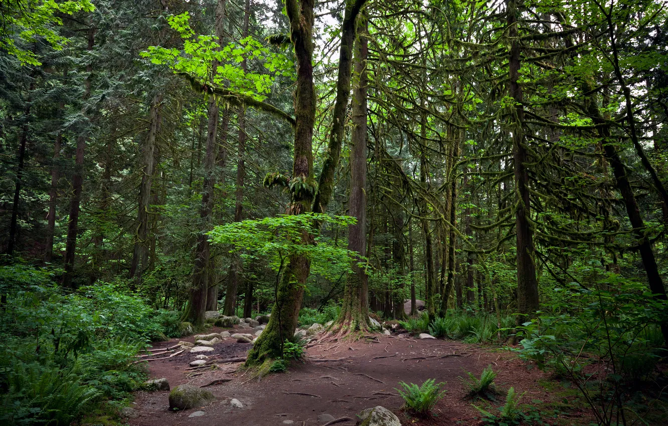 Photo wallpaper forest, trees, Vancouver, vancouver, Lynn canyon, lynn canyon